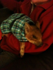 Truffle the miniature pig